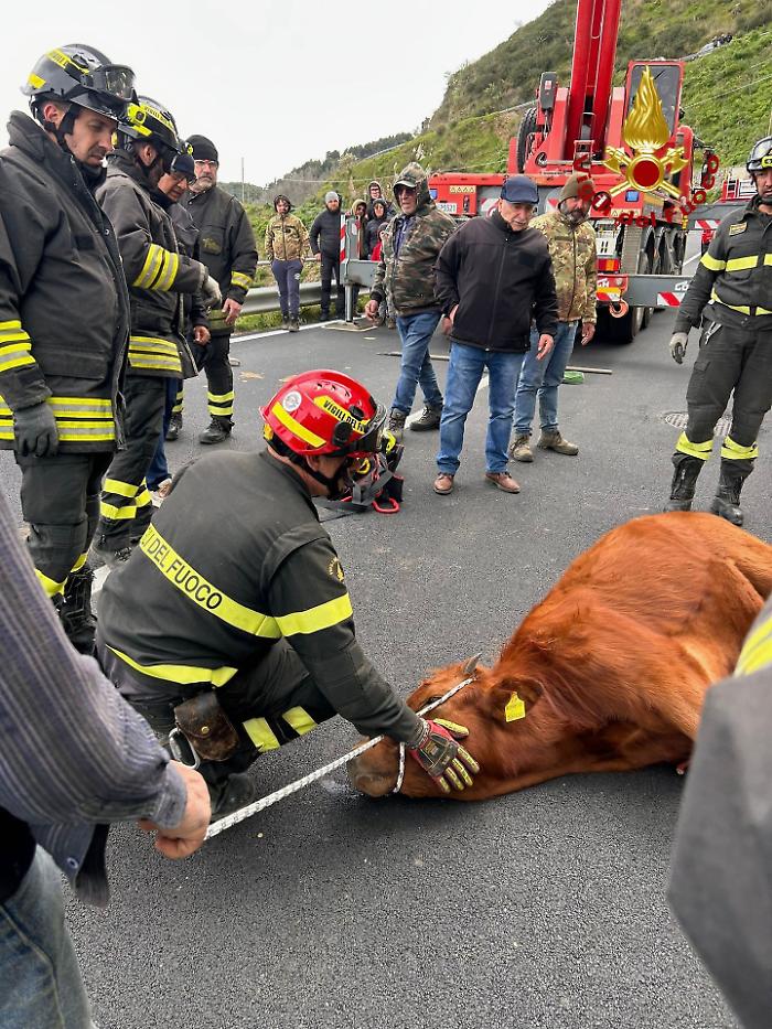 Vitello caduto in un pozzo profondo 5 metri recuperato dai vigili del fuoco