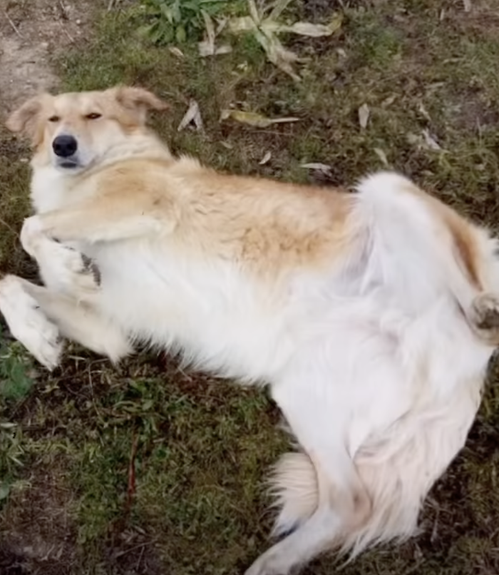 "Lisa poteva essere salvata": a Vittoria un'altra vicenda che riaccende il tema della tutela degli animali nei canili