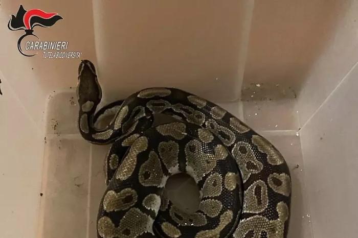Pitone reale abbandonato al gelo: salvato dai Carabinieri nel Ravennate