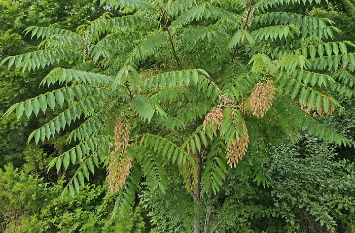 La citt&agrave; di Ragusa dichiara guerra all'Ailanto
