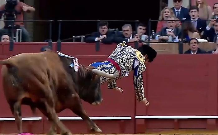 Siviglia, il toro incorna il torero proprio l&igrave;: Morante de la Puebla &egrave; in gravi condizioni
