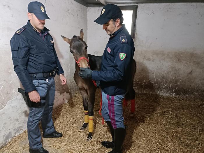 Catania, il fantino alla guida di un calesse scortato da un gruppo di scooter porta alla stalla abusiva e al cavallo senza microchip