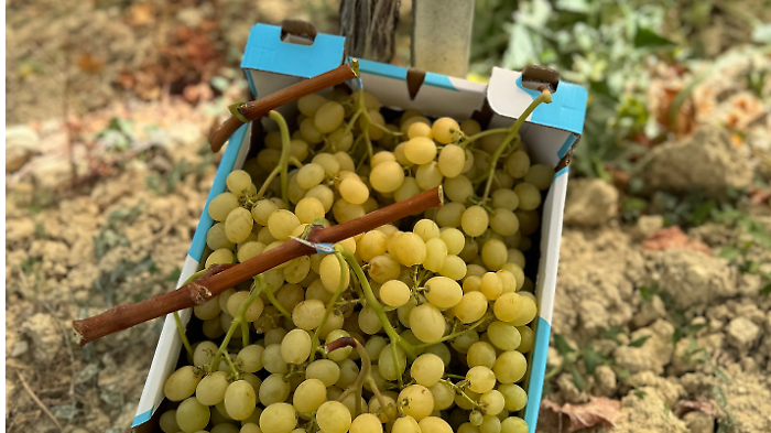 L'identikit dell'enoturista che arriva in Sicilia &egrave; prevalentemente straniero