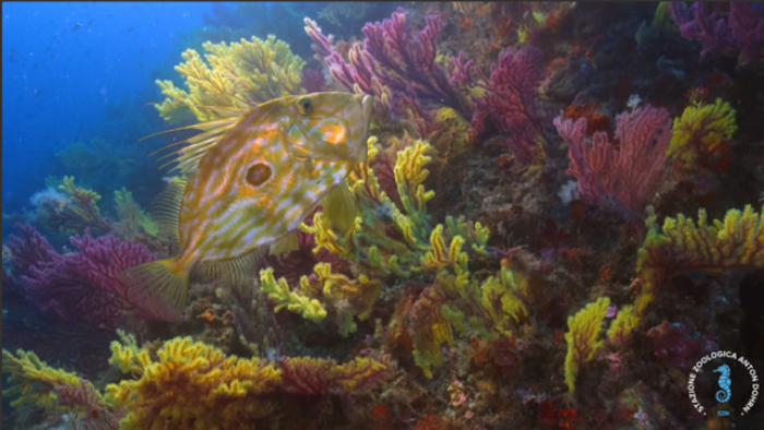 Fondali dello Stretto