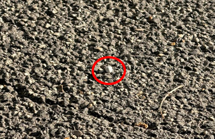 25 aprile a Roma, il racconto della coppia colpita: &laquo;I fascisti che si comportano da vigliacchi continuano ad esserci&raquo;