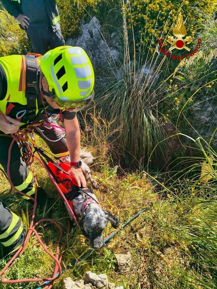 Un cane cade in un fosso: intervento del nucleo SAF per recuperarlo