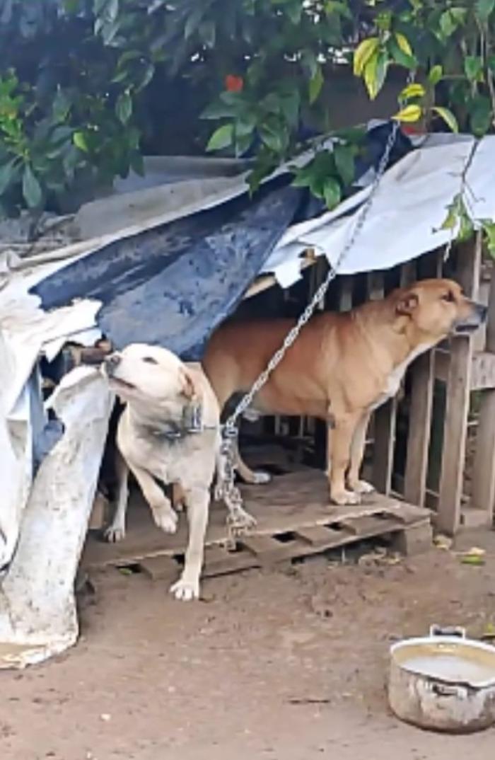 Chiaramonte, le guardie zoofile salvano la vita a una cagnolina legata all'interno di una propriet&agrave; privata