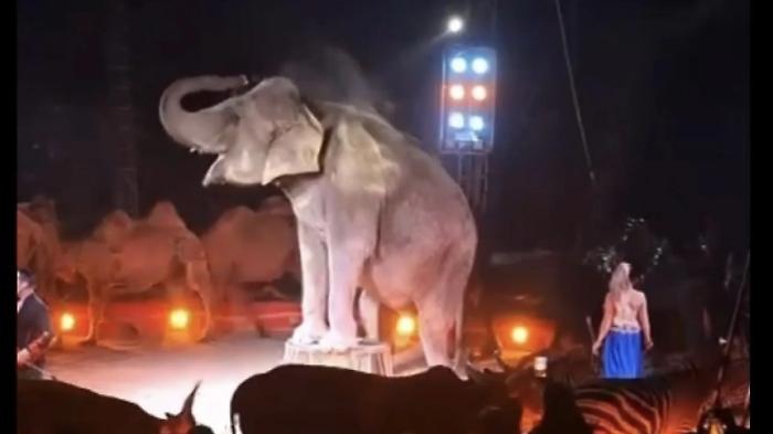 Vittoria, si riaccende il dibattito sul circo con gli animali
