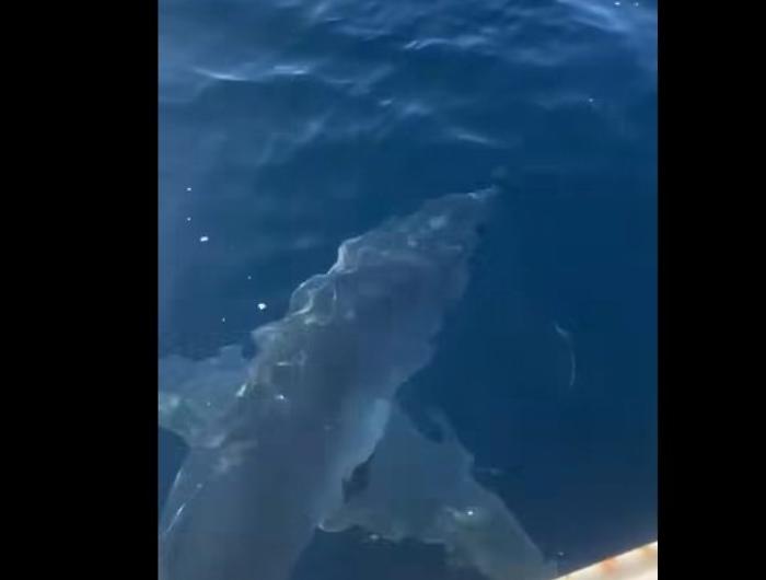Squalo Mako attacca una barca da diporto: il video postato sui social