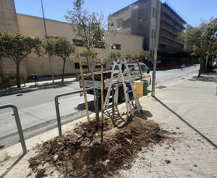 Ragusa, saranno piantumati 17 nuovi alberi