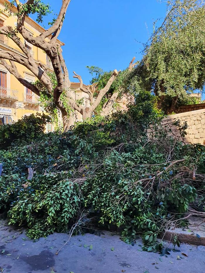 "L'Amministrazione Aiello ha fatto terra bruciata del verde pubblico"
