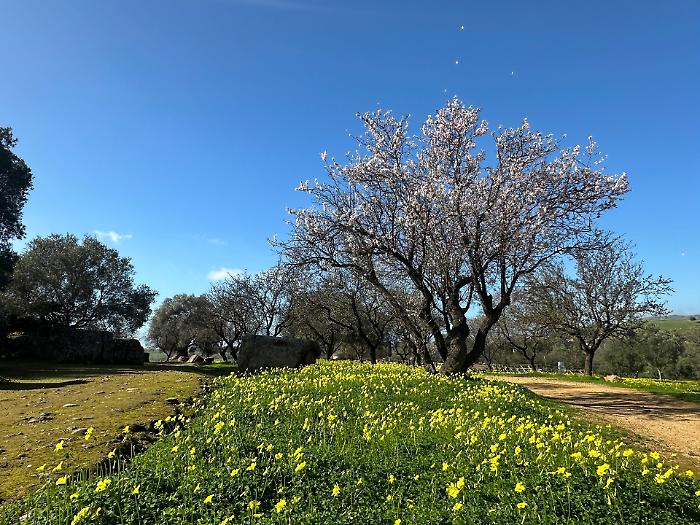 La Valle dei Templi fiorisce: tra natura, archeologia e il mito dei Pirandello