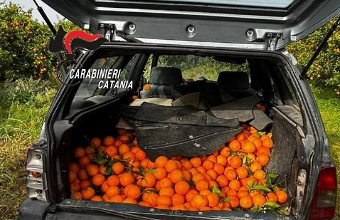 Arrestati tre "razziatori trasfertisti" di Catania nel Calatino: recuperate 500 kg di arance