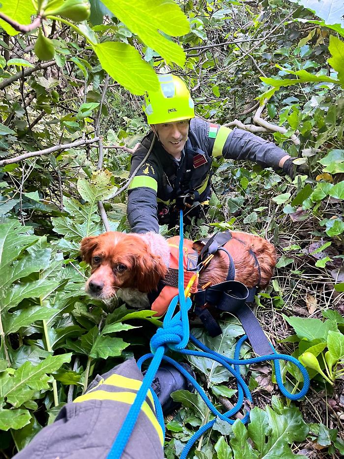 Il cagnolino salvato da un dirupo grazie ai vigili del fuoco eroi