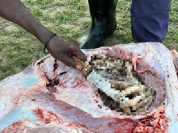 Resti umani nella pancia di un grosso coccodrillo in Sudafrica: sono di un uomo scomparso nel nulla nei giorni scorsi