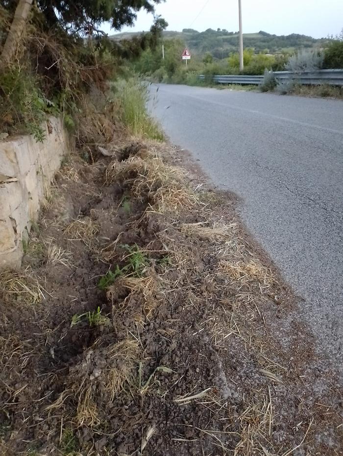 Monterosso, scontro tra auto e cinghiale in contrada Pantano/Montagno: torna l'allarme