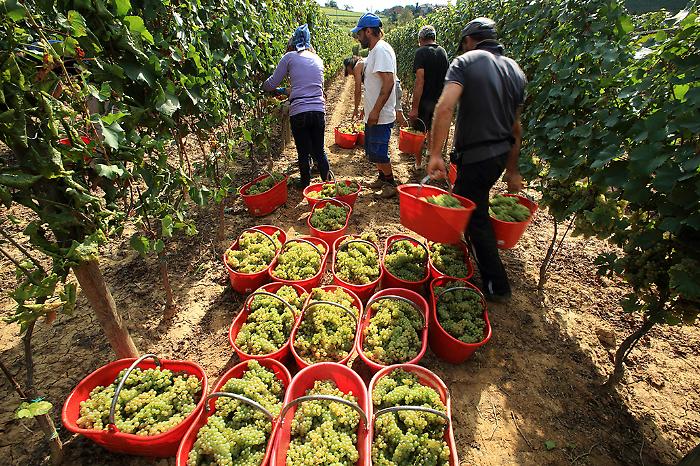 &ldquo;Facciamo tutto noi&rdquo;: la sfida dei vignaioli indipendenti siciliani