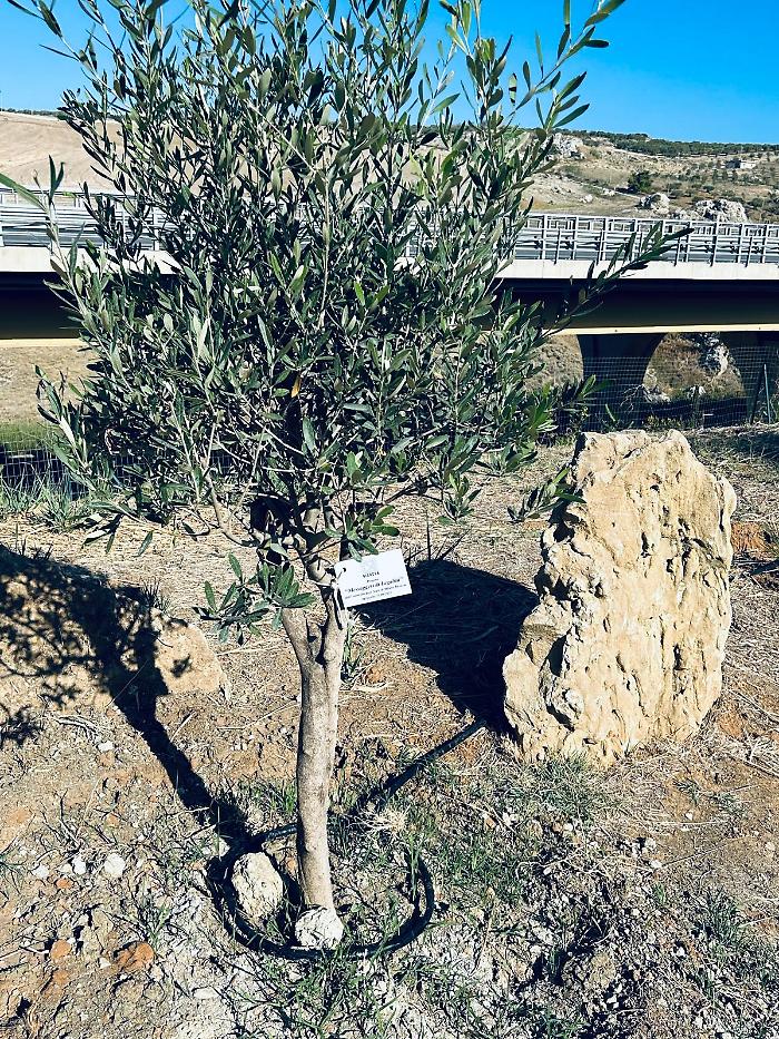 Mille radici di legalit&agrave;: il bosco della memoria fiorisce nel Parco Rosario Livatino
