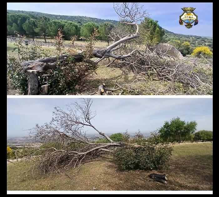 Comiso, abbattuto un albero di carrubo dopo che alcuni incivili lo avevano scelto come sito per una grigliata