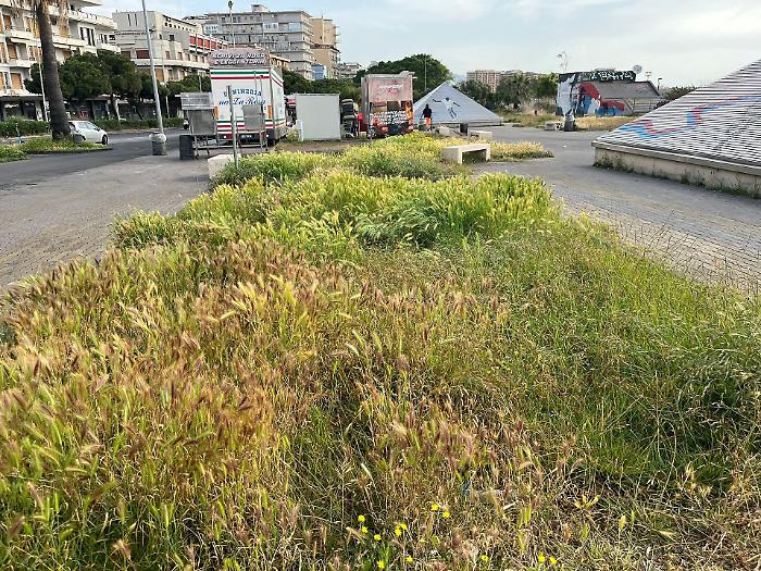 Catania erbacce Viale Africa