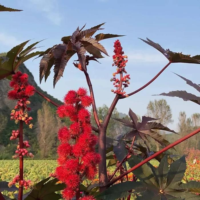 Pianta di ricina, generico
