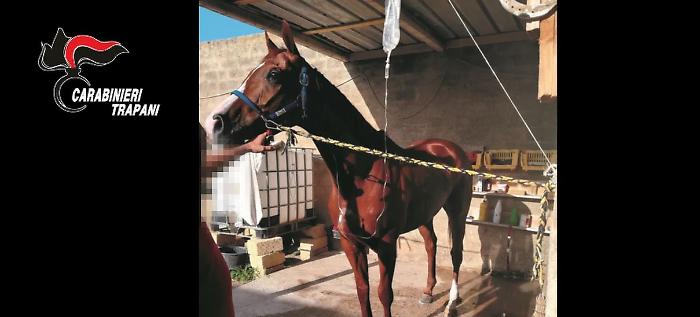 Ippodromo abusivo e corse clandestine di cavalli a Castelvetrano: ordine di divieto di dimora in Sicilia per cinque