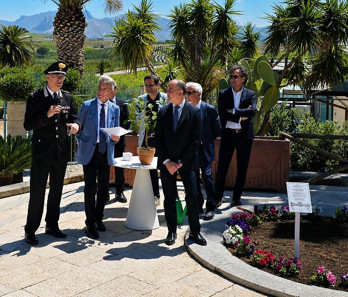 Talea dell'Albero Falcone piantumata alle Cantine Rapital&agrave;