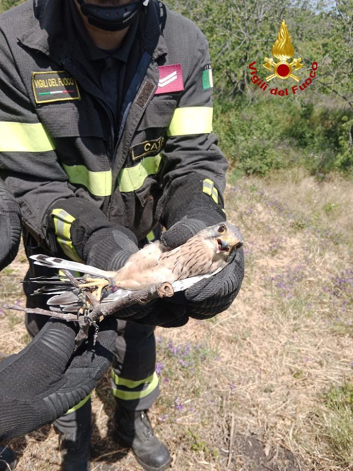 Un rapace resta impigliato ad un ramo: salvato dai vigili del fuoco
