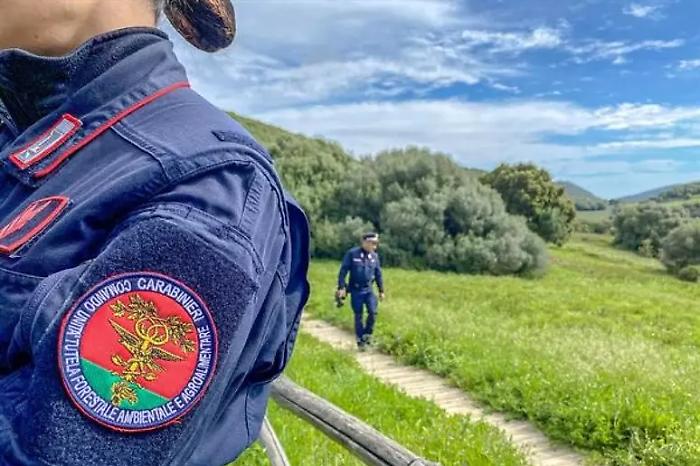 Sequestrati 16 cani e due cardellini protetti: coppia denunciata e multa da 7mila euro