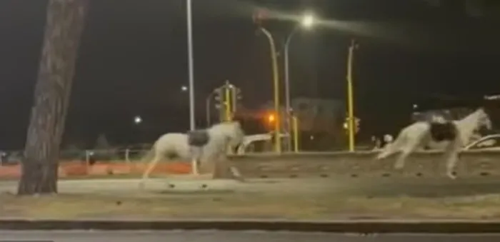 Notte di paura a Roma: cavalli della Parata del 2 giugno al galoppo, tra le auto, per le vie della citt&agrave; 
