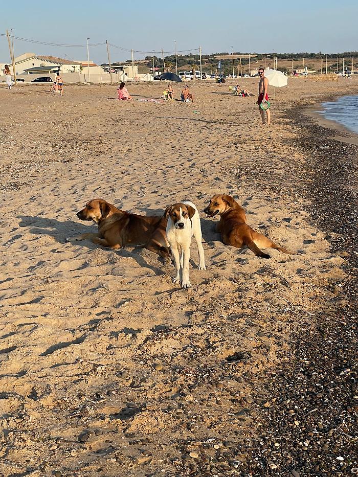 Scoglitti, cani liberi a Riviera Kamarina. I bagnanti: "Siamo stati rincorsi"