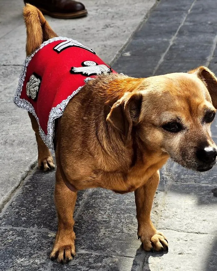 Briciola, l&rsquo;ultima marcia della mascotte dei Carabinieri: la cagnolina del Quirinale lascia la scena dopo una vita tra fanfare, cavalli e cerimonie