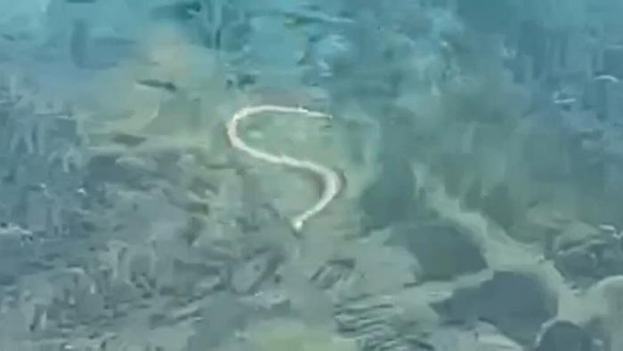 Allarme a Ibiza: i serpenti nuotatori stanno svuotando il paradiso (mangiando lucertole)