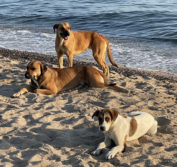 Scoglitti e i cani randagi in spiaggia, l'Oipa: "Salvaguardiamoli, non hanno scelto loro di essere abbandonati"