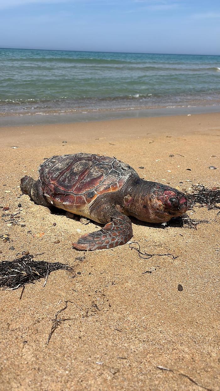 Scoglitti, trovata la carcassa di una Caretta caretta