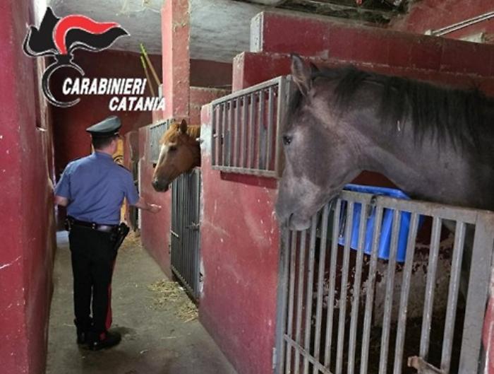 Scuderia abusiva a Catania, 20enne sanzionato: tre cavalli da trasferire