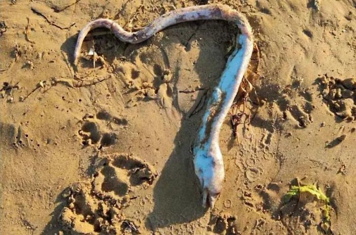 Sampieri e gli strani ritrovamenti sulla spiaggia