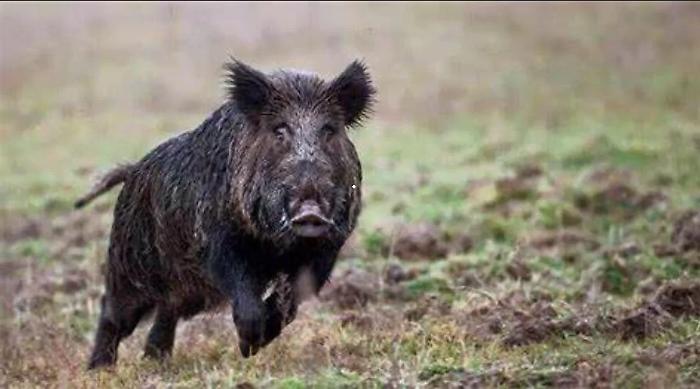 Ragusa, avvistato un cinghiale nero in prossimit&agrave; dell'ospedale Giovanni Paolo II
