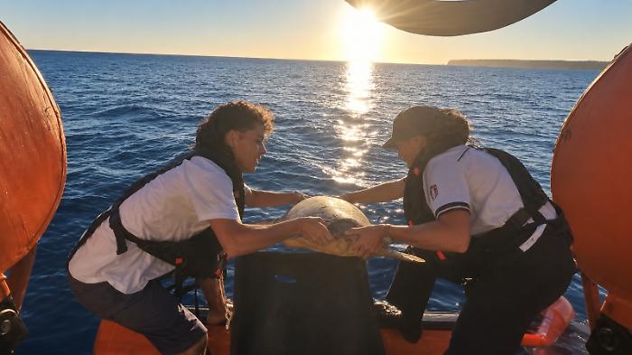 L'abbraccio di Lampedusa a Lina: la tartaruga simbolo dell'Italian Turtle Day &egrave; tornata in mare al tramonto