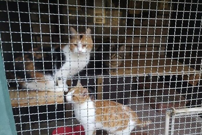 In Vietnam sgominata la banda che rubava gatti per destinarli al consumo alimentare: in 400 salvati dal macello 