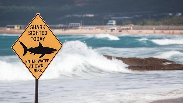Allarme sulle spiagge di Sydney: quattro attacchi di squali in 48 ore. Perch&eacute; le aggressioni stanno aumentando  