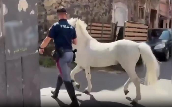 Catania, blitz contro le corse clandestine: 13 cavalli sequestrati e sette persone denunciate per maltrattamenti