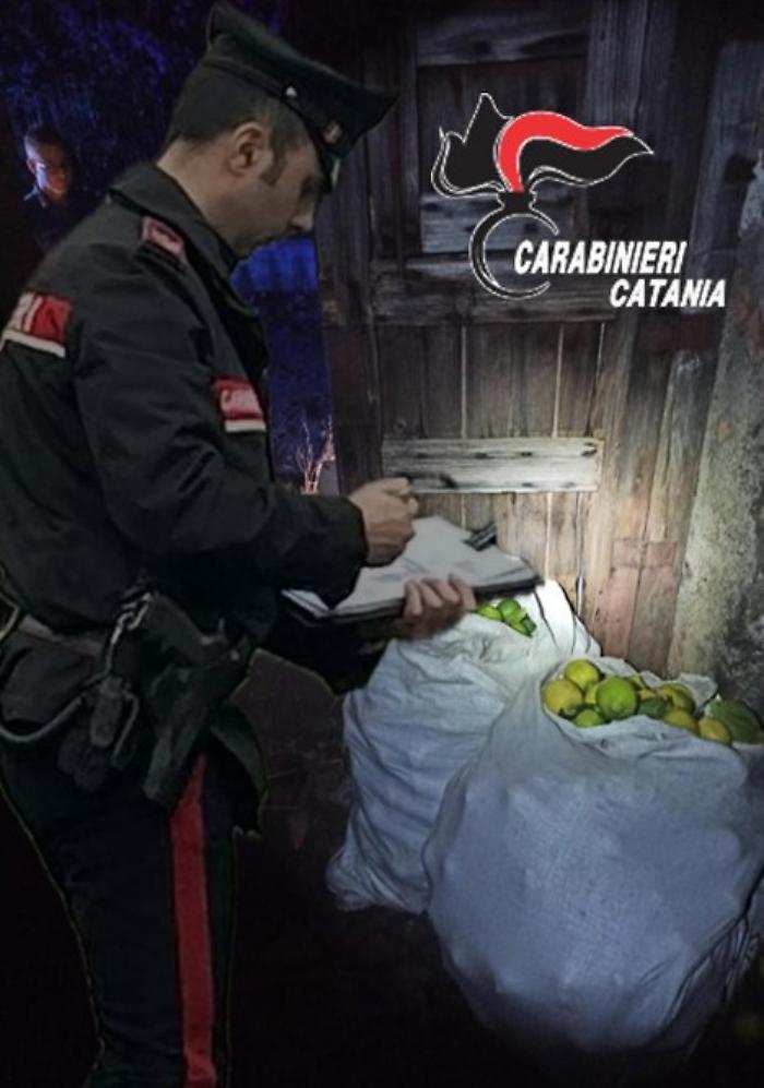 Spari e inseguimento per 150 kg di limoni nell'Acese: tre denunciati e una guardia giurata indagata