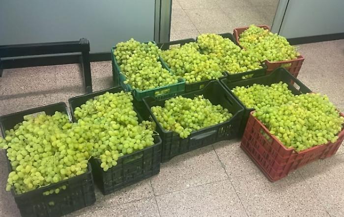 Uva di Mazzarrone, ricomincia la stagione dei furti: &laquo;Perdite economiche insostenibili per le aziende agricole&raquo;