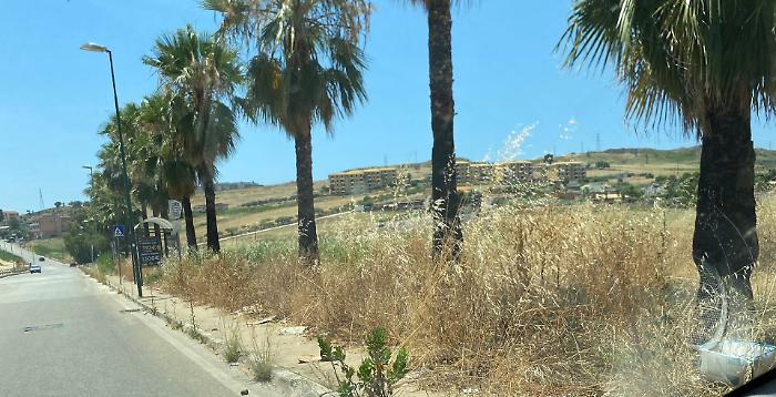 Fontanelle tra le sterpaglie e rischio incendi: l'allarme dei residenti per le palme di viale Sicilia