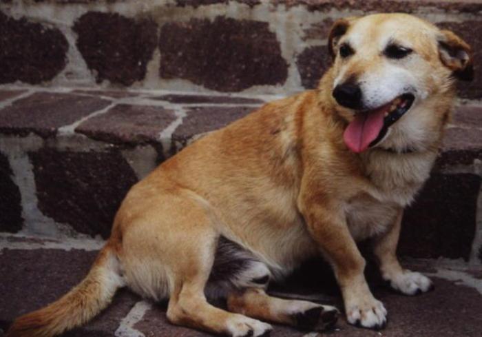Falsa veterinaria scoperta a Trabia: curava animali senza titoli e vendeva cani con finti pedigree