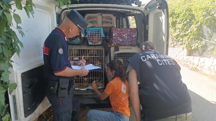 San Giuseppe Jato, scoperto un canile lager abusivo in una casa: sequestrati oltre 100 cani, due persone denunciate