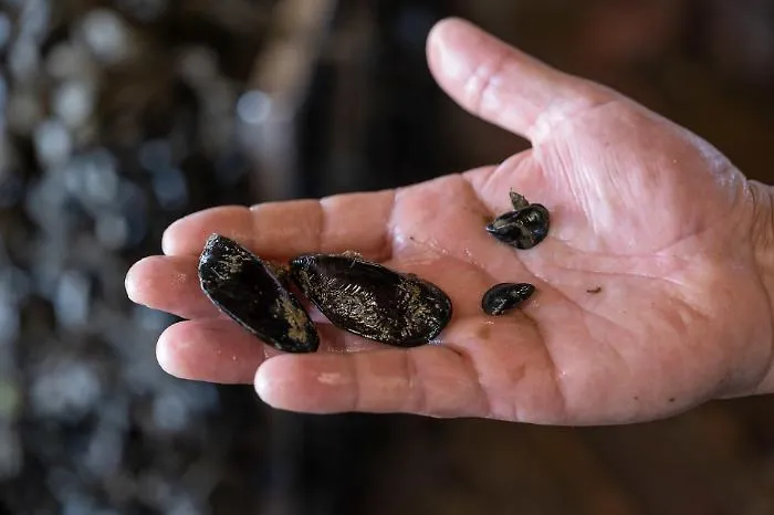 Il caldo fa strage di cozze e vongole, l'allarme di  Confcooperative Agroalimentare e Pesca