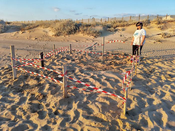 La magia della scoperta: individuato il secondo nido di Caretta caretta lungo le spiagge del Vittoriese