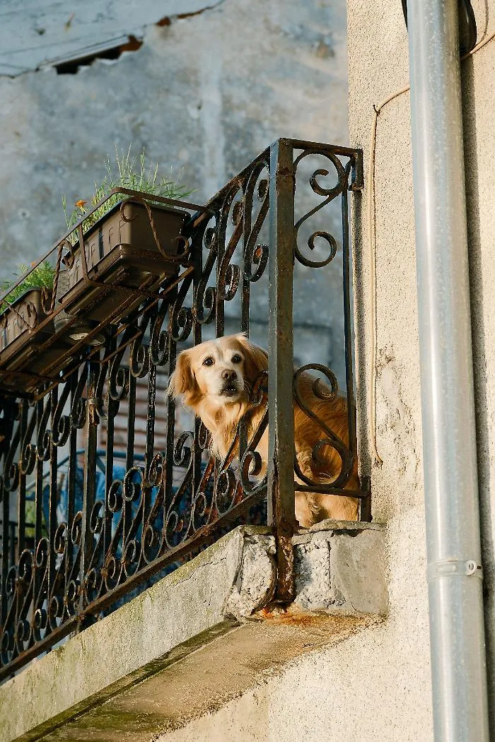 A Catania scatta il divieto di lasciare cani e gatti su balconi e terrazzi esposti nelle ore pi&ugrave; calde: sanzioni fino a 500 euro